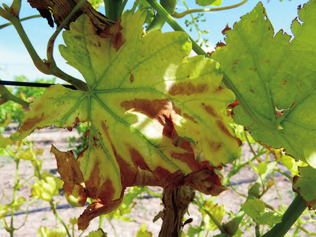 引起葡萄缺铁的成因是什么？