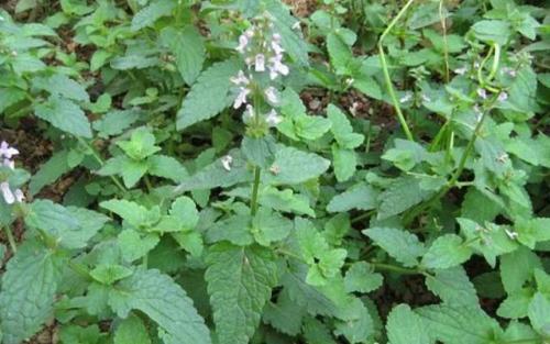 有种作物地，下块茎很像蚕宝宝，在北方栽培居多，你认识吗