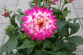 12月逛花市，这3款观花植物，可在阳台养护，请放心买回家图片