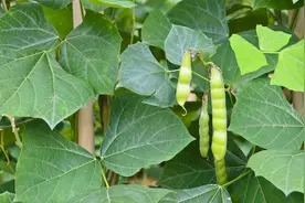 它叫“地萝卜”，剥皮能当水果吃，1斤2元亩产万斤，却很少人种图片