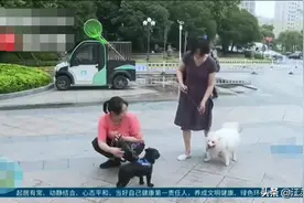 江苏盐城：新规为养犬系上“文明链”！图片