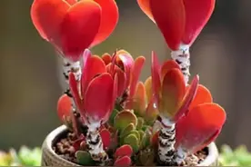 秋天养多肉唐印，了解掌握4个要点，叶片红红火火真好看图片