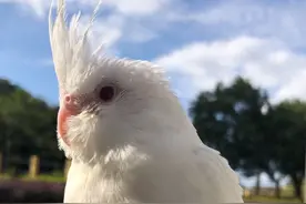 玄凤鹦鹉有多少个品种，附图对比，看完不再上当图片