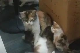 一只“忘恩负义”的猫妈妈：有边界意识的爱，才是恰到好处的爱图片