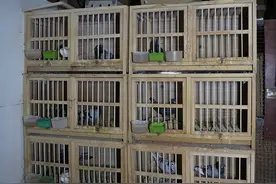 40多平方米楼顶养了80多只鸽子！“持证养鸽”就能扰民？图片