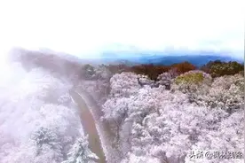 辽宁下雪了，枫林谷半山红叶半山雪，一路彩林一路枫图片