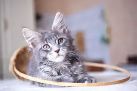 十二生肖为什么没有猫？图片