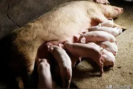 后备母猪为什么不能一直用“育肥猪饲料”？到底该用什么料喂好？图片