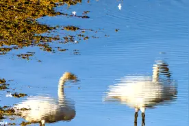 沿开都河流淌的方向，找寻迷之巴音布鲁克，聆听天鹅湖上天籁之音图片