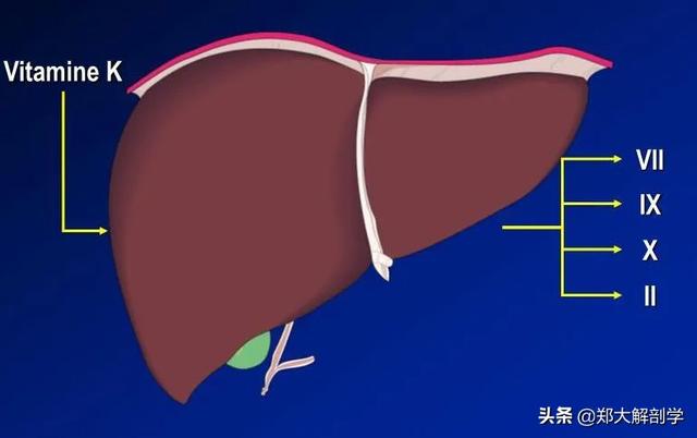 肝脏主要功能及损伤表现