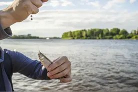 钓到小杂鱼是放生还是扔在岸上？其实都一样，道德绑架大可不必图片