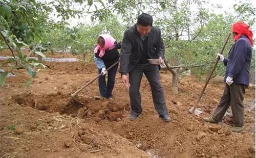 开春果园施肥，为什么必须补氮肥，而尿素却千万不能撒？