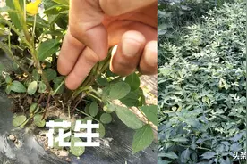 花生什么时候打三遍药，打什么药，如何打？图片