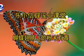 【乐小信辟谣小课堂】蝴蝶翅膀上的粉末真的有毒吗?图片