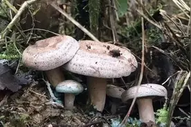 松树根部生长的野味，重阳节前后采摘，一斤45元，煲汤很香图片