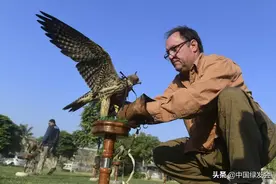 巴基斯坦反盗猎行动中救下的隼，为何需要我们的帮助？图片