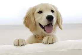 5大类狗狗禁止食物汇总图片