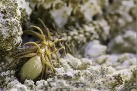 蜘蛛与蛇奇特的结合体——蛛尾拟角蝰，曾困扰科学家近半个世纪图片