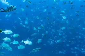 加盟京东天猫苏宁等零售巨头平台，家电经销商要守住三道红线图片