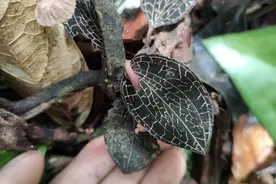 每日识百草:听说10000元一斤的草，珍贵稀少，您家乡有吗？图片