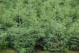 种植云杉育苗技术，病虫害防治措施以下几点不妨看看图片