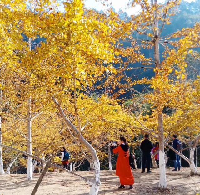 秋风吻尽银杏叶，艳遇醉美帽子峰