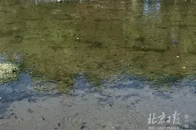这样不好，特别不好！北京护城河排水，有人扎堆捞鱼图片