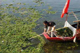水葫芦潜入中国70年，一年繁殖1.4亿株，太湖的水质全靠它？图片