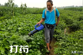 代森锰锌混用不当效果差，代森锰锌不能与哪些农药混用图片
