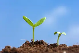 你的家庭收入排在什么档次？图片