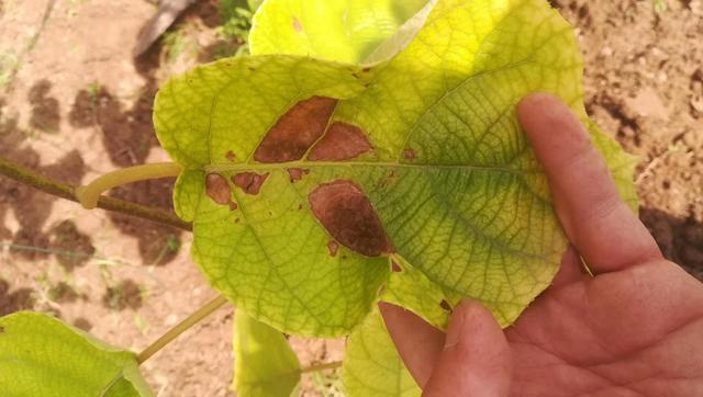 猕猴桃缺铁白化严重，补充铁肥料效果差，果农如何处理才好？