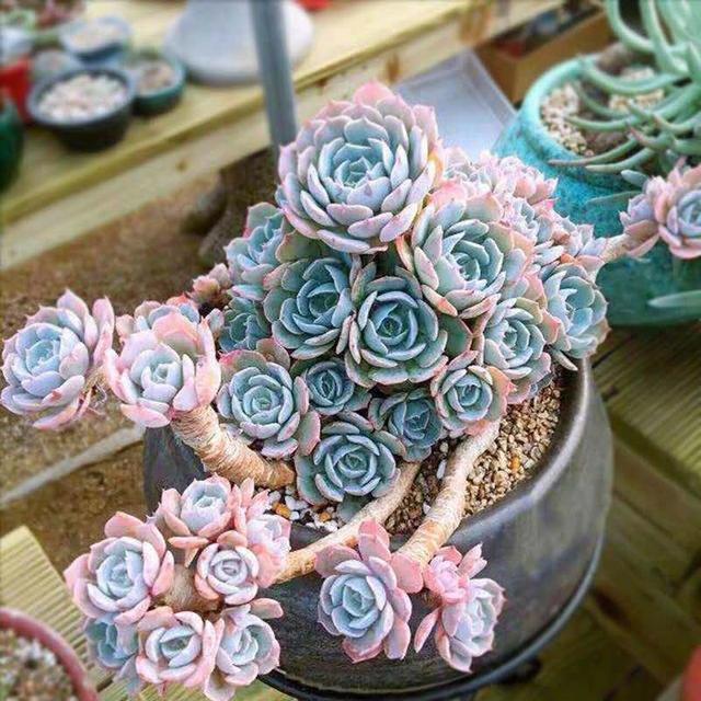 60种多肉悬崖桩大赏,据说只要是多肉控就抵挡不住悬崖桩的诱惑