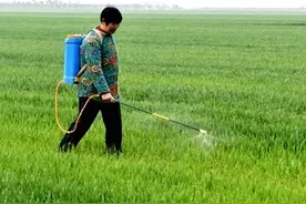 食盐兑洗洁精可自制除草剂，高效又便宜！为啥专家不建议？图片
