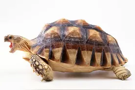 美女在河边看到 一只背着钻石的乌龟，抓住一看，让她傻了眼图片