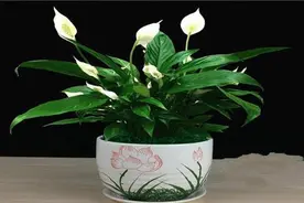 一帆风顺花怎么养？图片