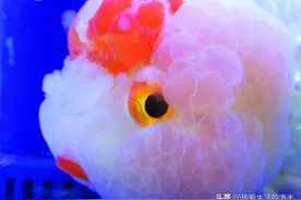 金鱼很难养？金鱼总死亡？一步一步教您养金鱼，做到就能不死鱼图片