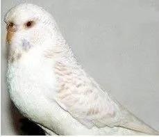 黄绿鱼鳞鹦鹉