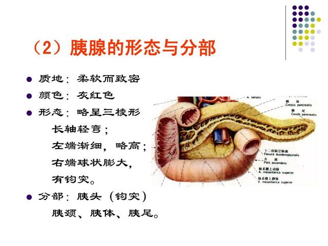 人体最重要的消化液你知道吗？