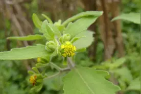 这种“肥猪草”竟然意外拯救病危母亲？一起聊聊图片