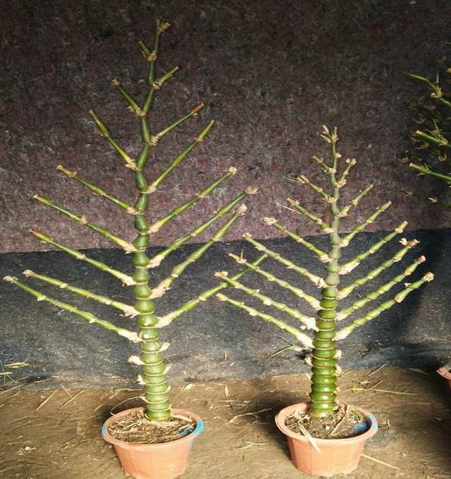 这7种竹最"旺运",过年养一盆,吉祥如意,节节高升,事事顺意