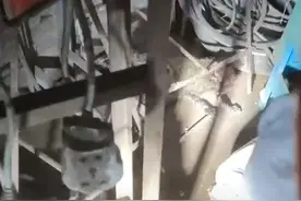 四川一果子狸头破血流闯工地，什么是果子狸？为什么会禁止食用它图片