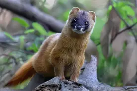 为何古人认为黄鼠狼不可以杀？专家研究表明，原来真的不能杀图片