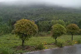 这个红色旅游基地，不来真是可惜了，还是天然氧吧呢图片