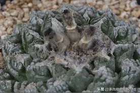 资深多肉爱好者，偏爱来自沙漠的原始仙人掌图片
