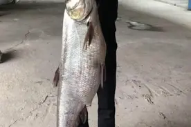 长江该禁止钓鱼？一男子长江“狂”钓翘嘴鱼，这样还是钓鱼吗图片
