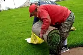 七旬老爸爸从种到收自产自销五常稻花香大米的全过程图片