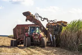 世界甘蔗、甜菜与食糖生产图片