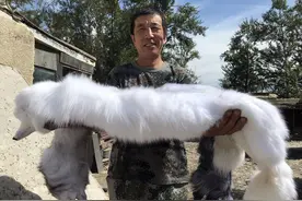 徐安新：特色蓝狐养殖 走上致富之路图片