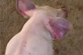 猪场蓝耳不稳定主要是因为猪群持续排毒，用了这几招蓝耳立马转阴图片