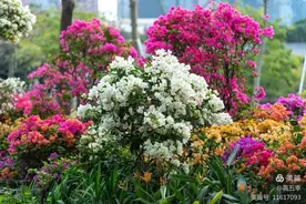 高五幸：抉择（小小说）图片